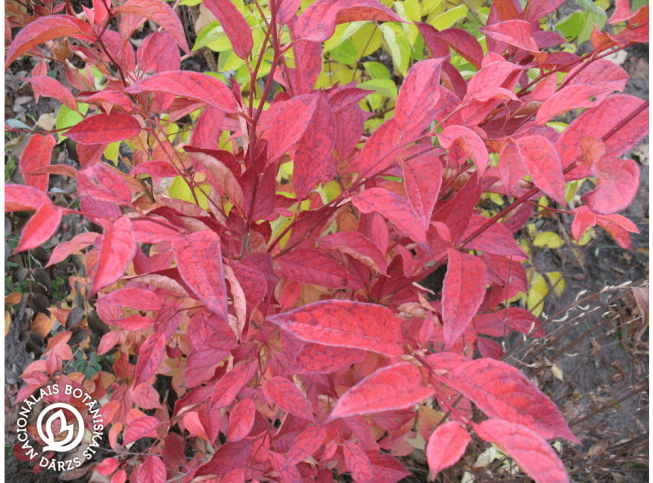 Stewartia pseudocamellia